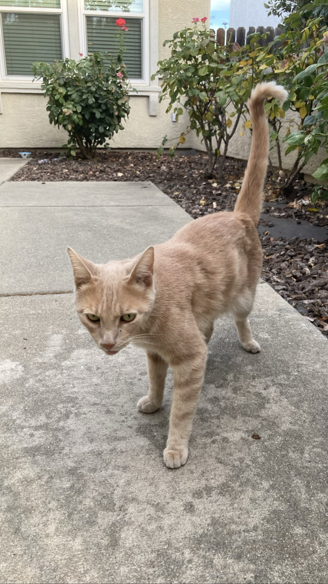 Galileo, a cat found on Chonk Finder