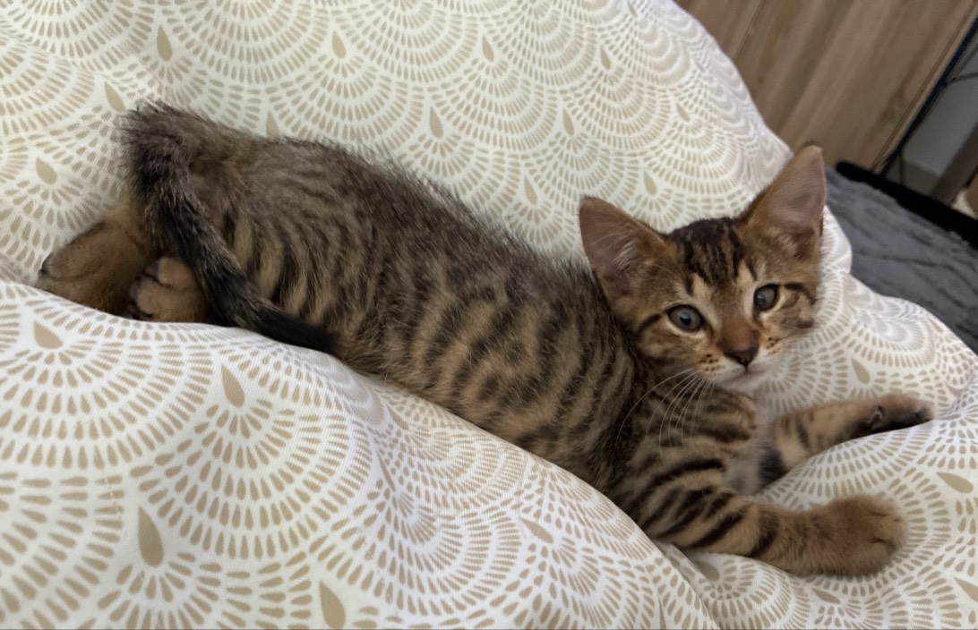 Pito, a cat found on Chonk Finder