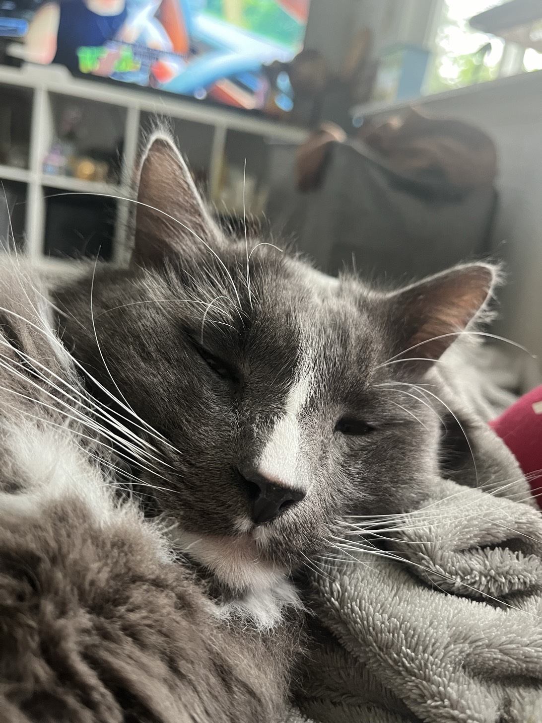 goobie, a cat found on Chonk Finder