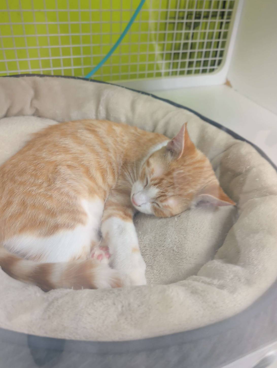 Lafayette, a cat found on Chonk Finder