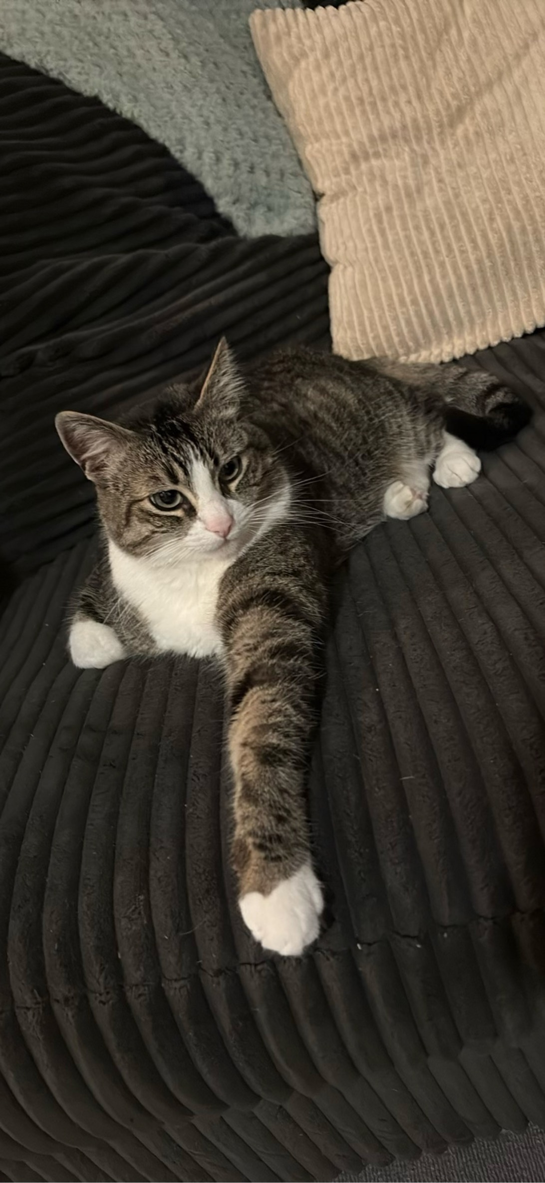 Trippie, a cat found on Chonk Finder