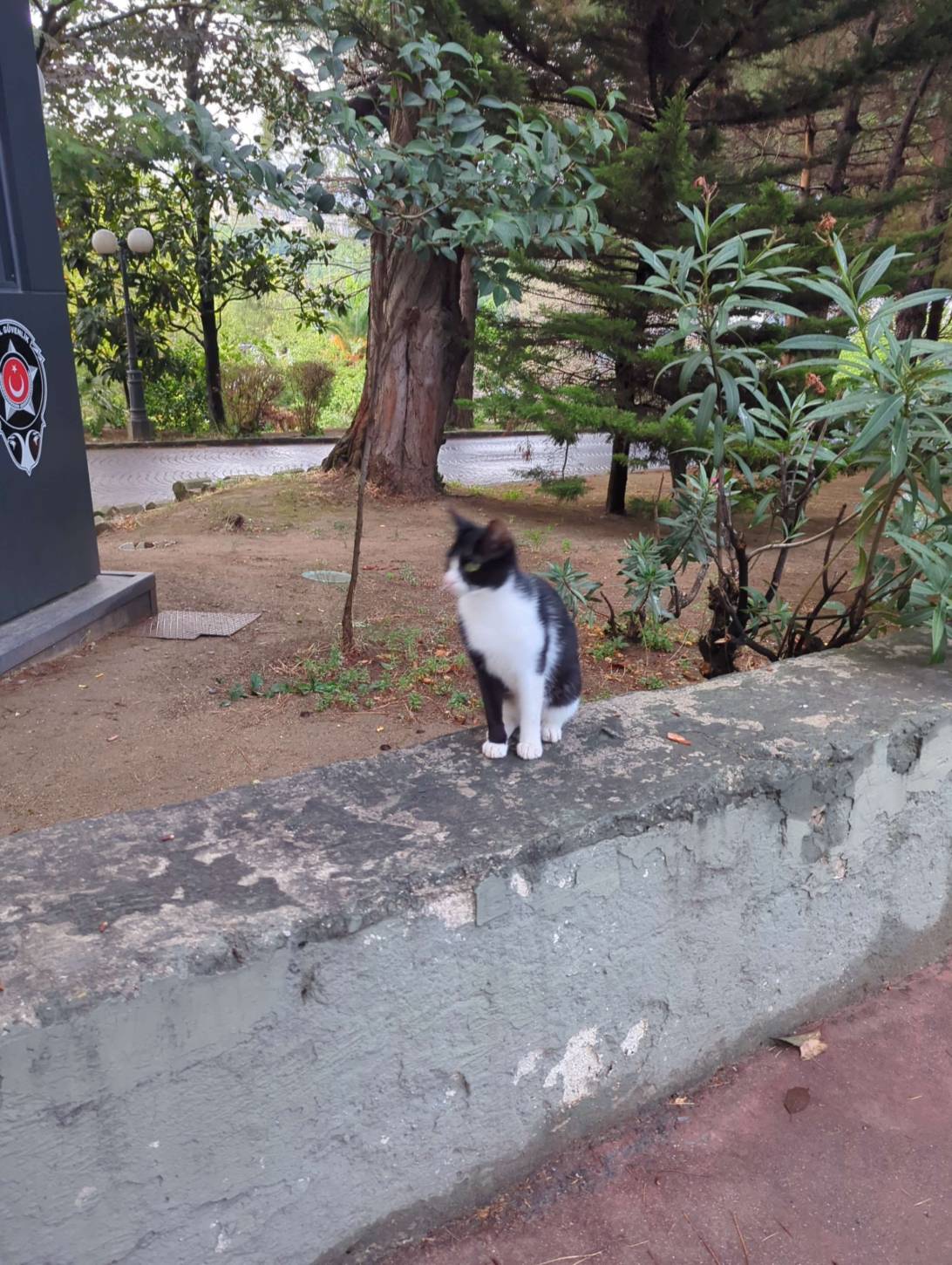 Izzy, a cat found on Chonk Finder