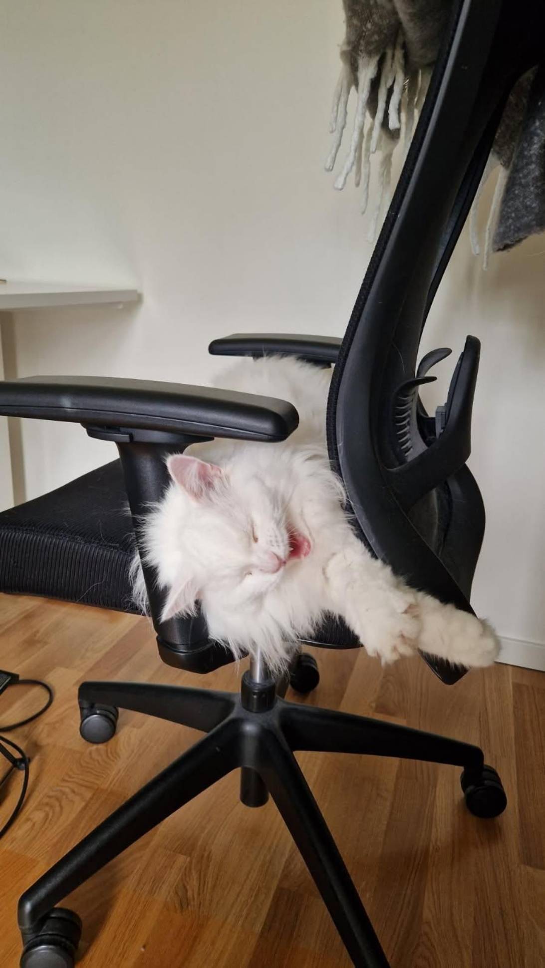 Gustav, a cat found on Chonk Finder