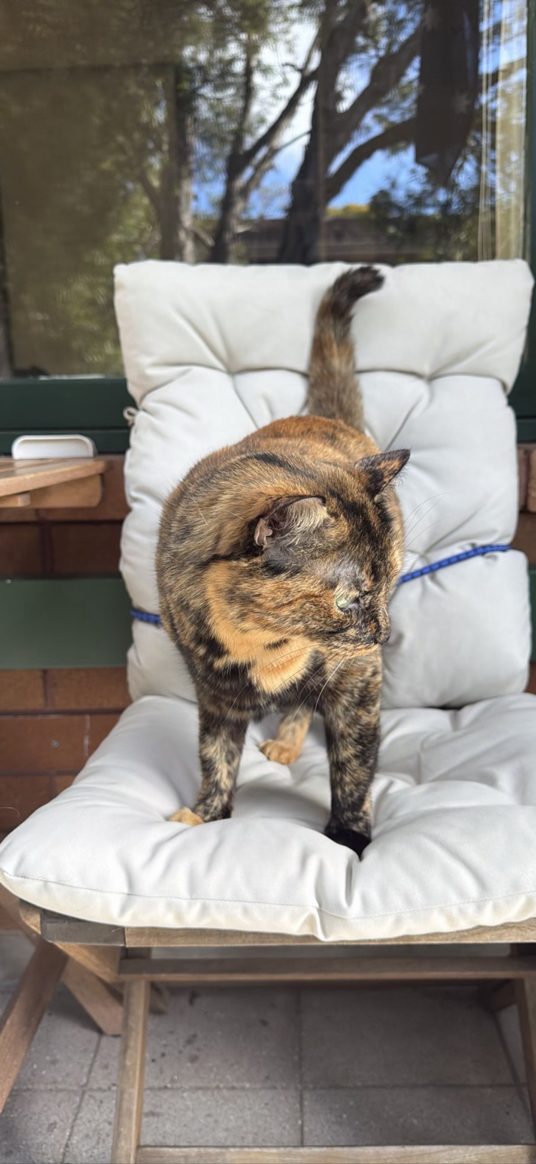 Calypso, Sydney