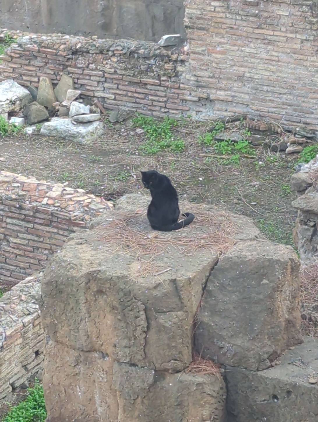 Brutus, a cat found on Chonk Finder