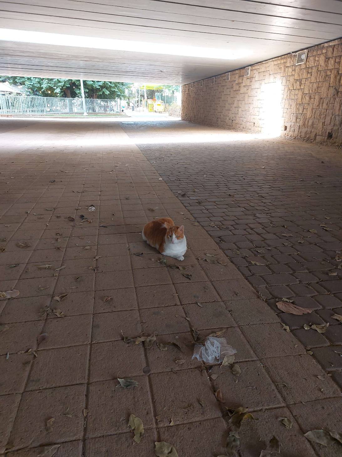 orange chunk, Tel Aviv