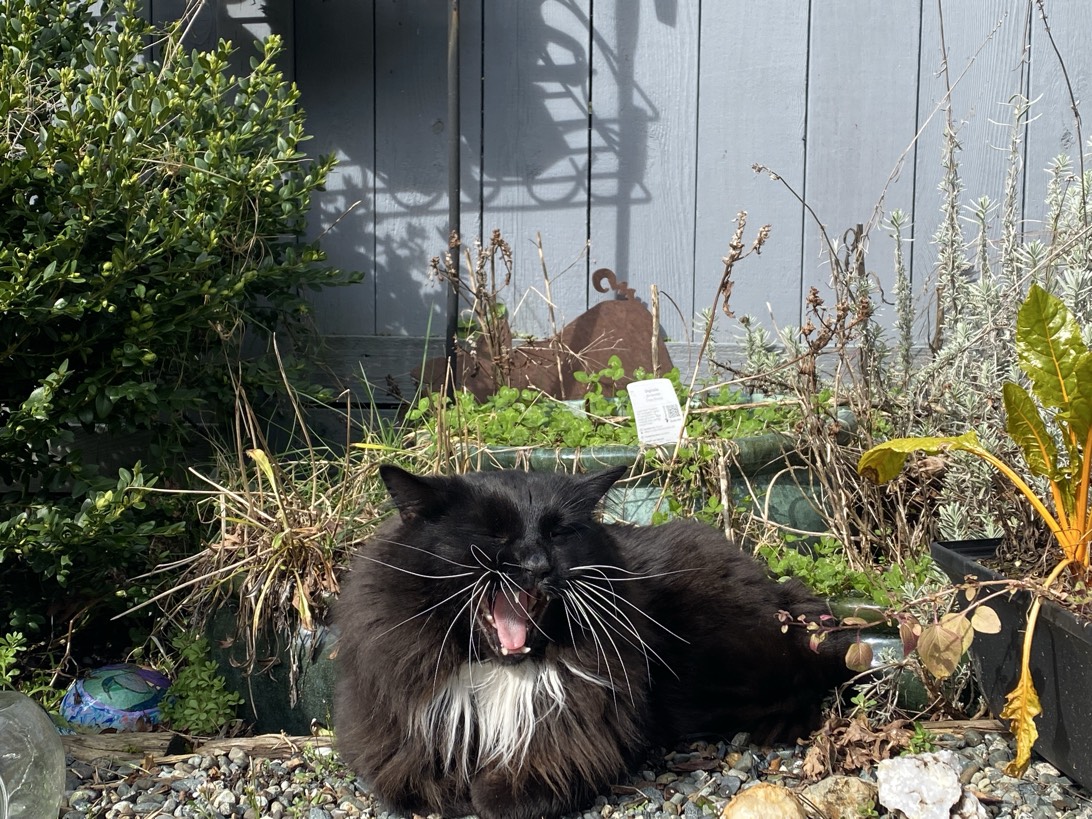 Beargusfrank “Bear”, a cat found on Chonk Finder