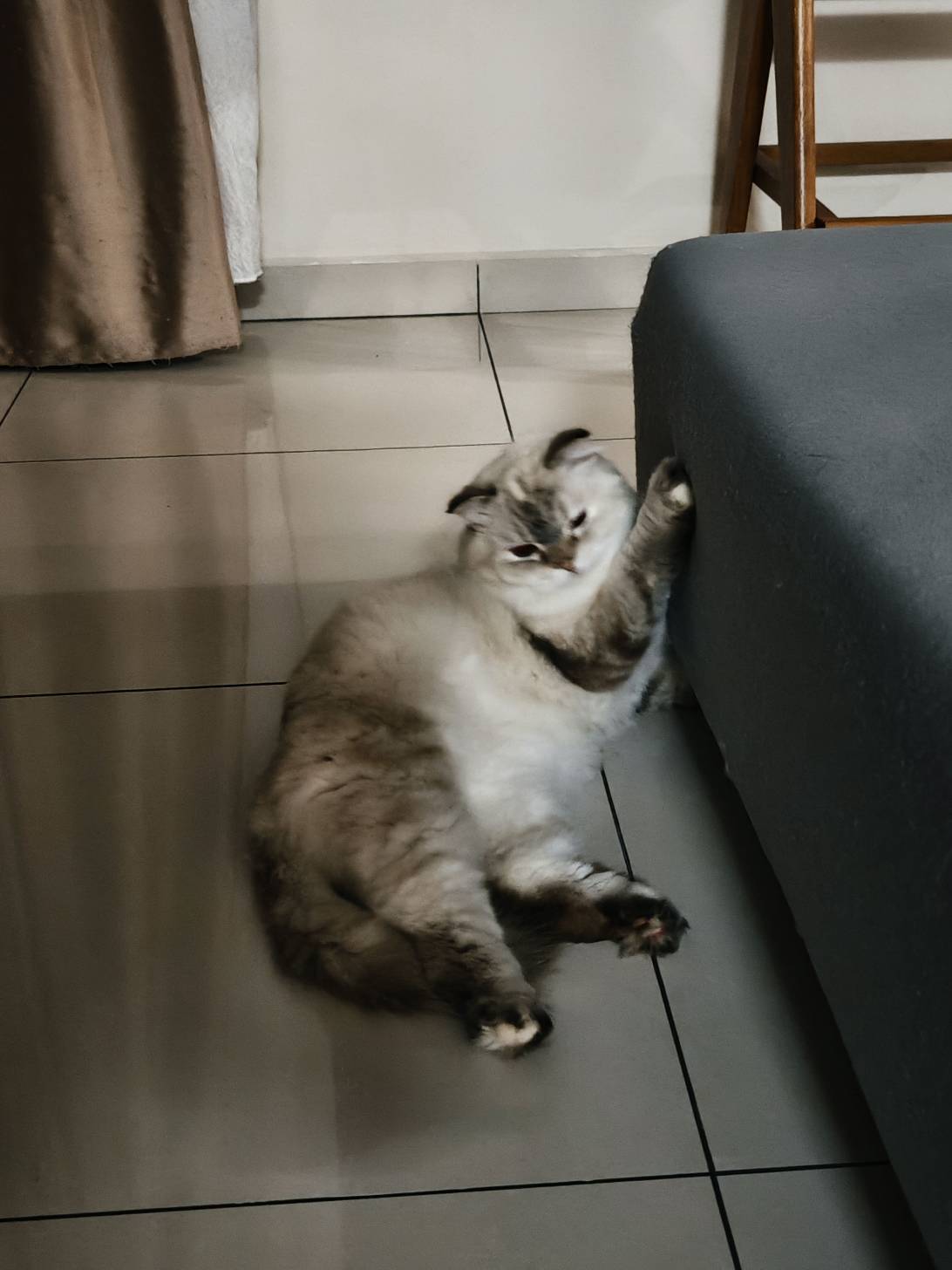 Yoghurt, a cat met on Chonk Finder