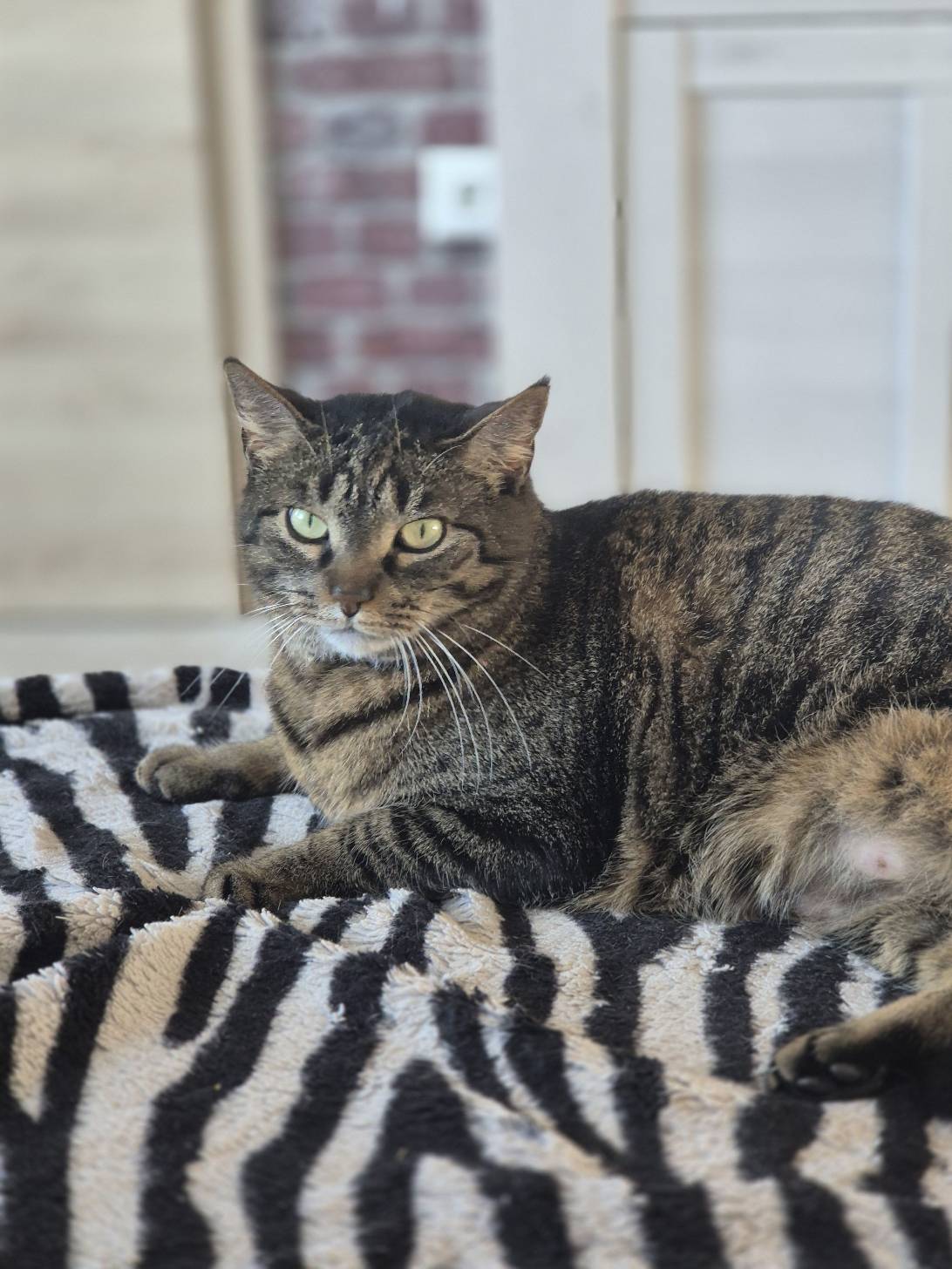 Peach, a cat found on Chonk Finder