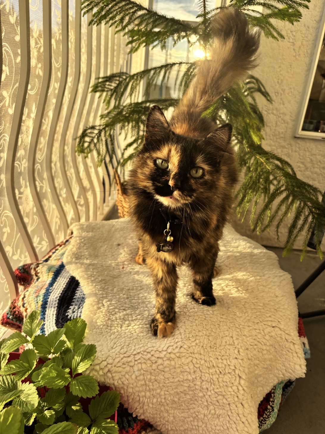 Tuna Turner, a cat found on Chonk Finder