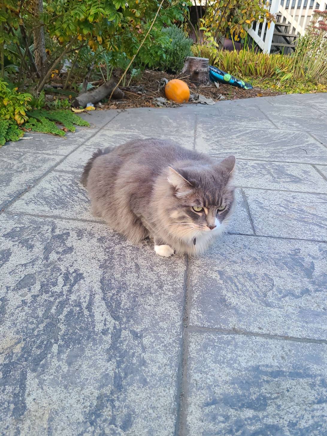 Miss Kiki, a cat found on Chonk Finder