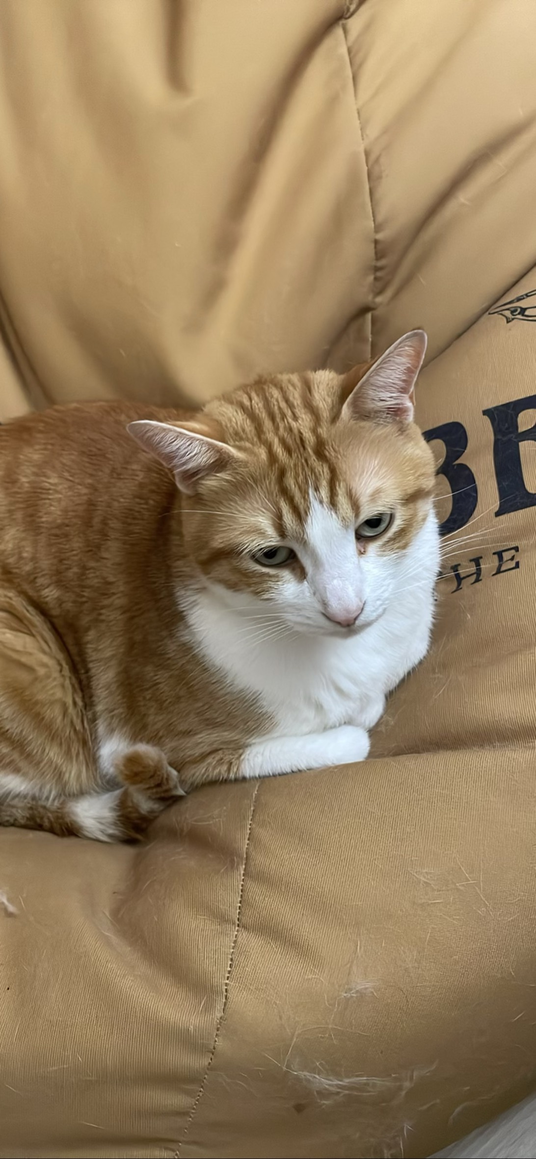 Jimmy, a cat found on Chonk Finder
