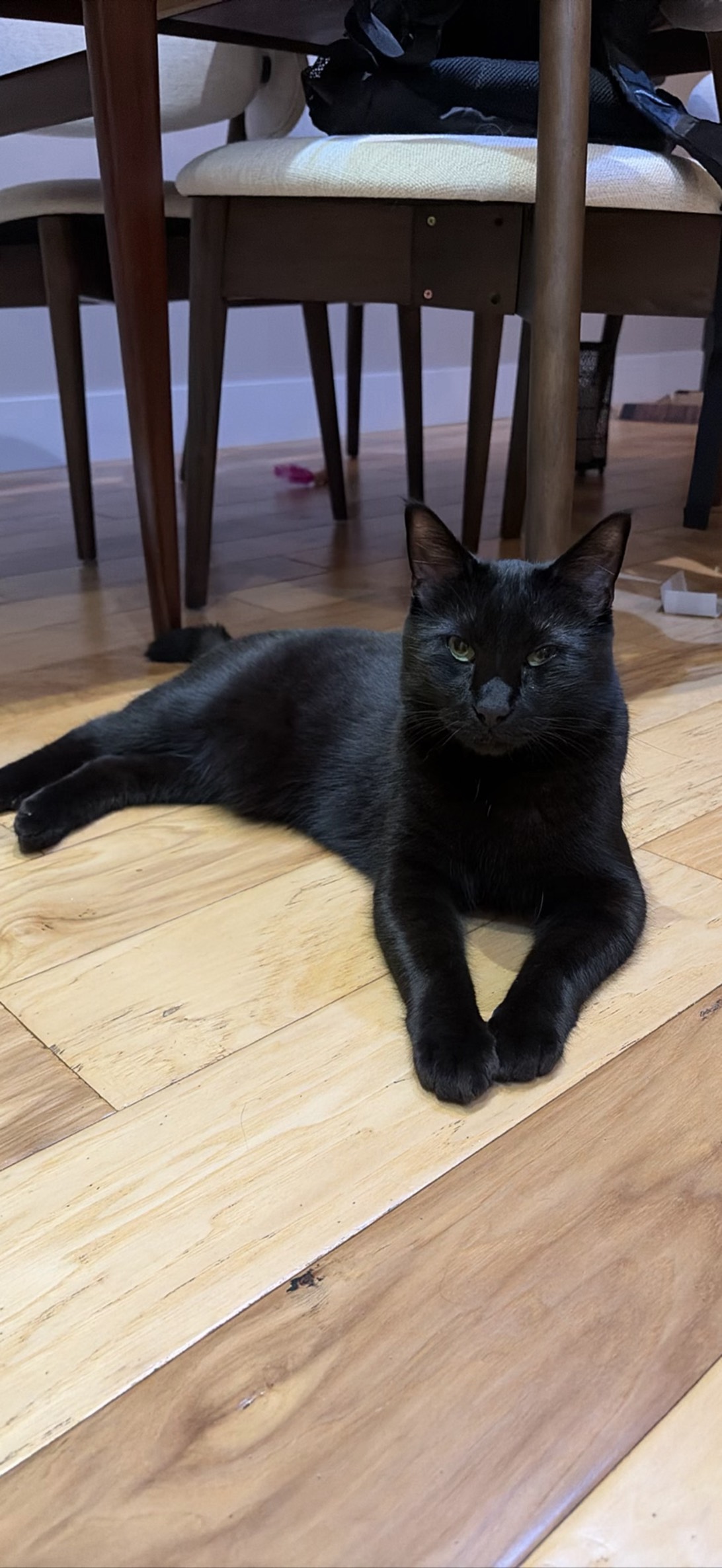 Aura, a cat found on Chonk Finder