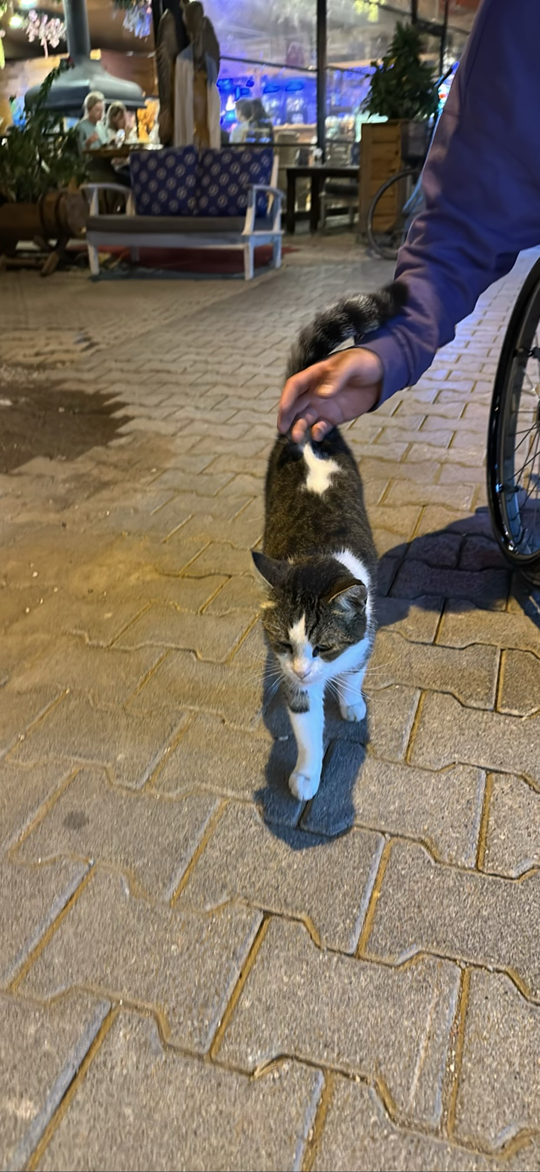 Tavita, a cat found on Chonk Finder