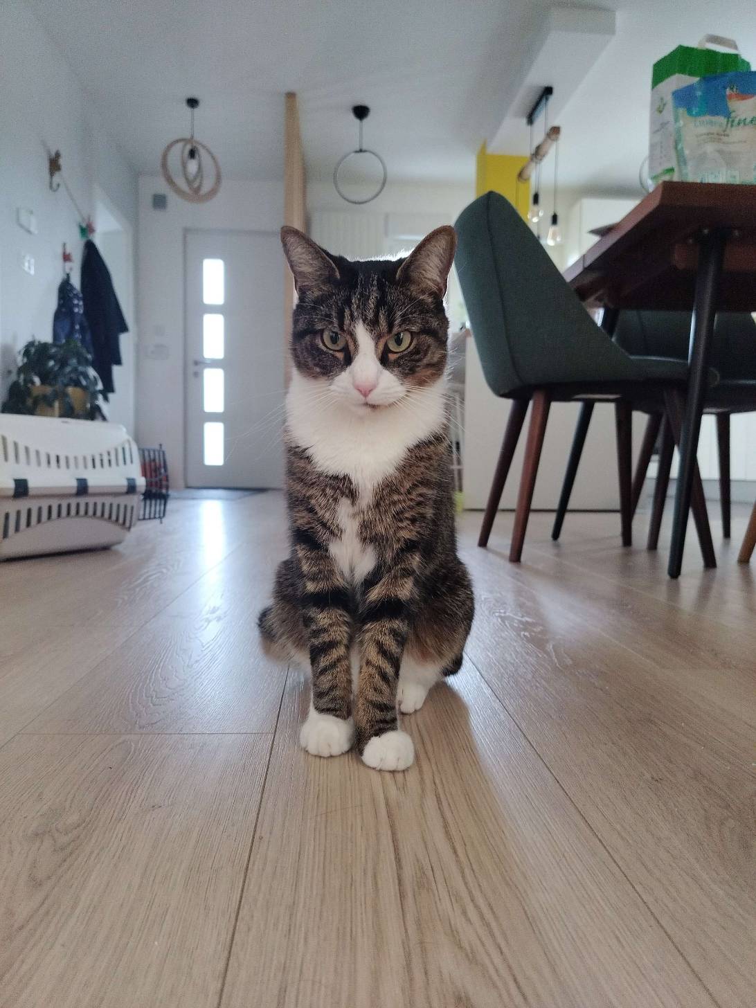 Maoi, a cat found on Chonk Finder