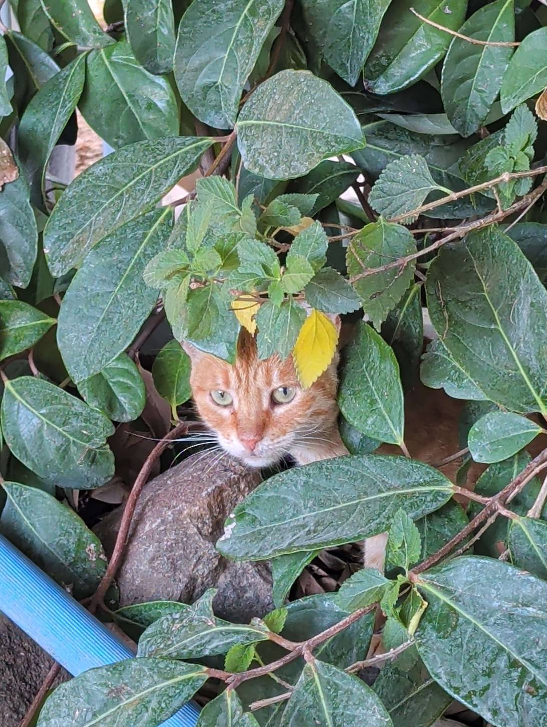 Fern, a cat found on Chonk Finder
