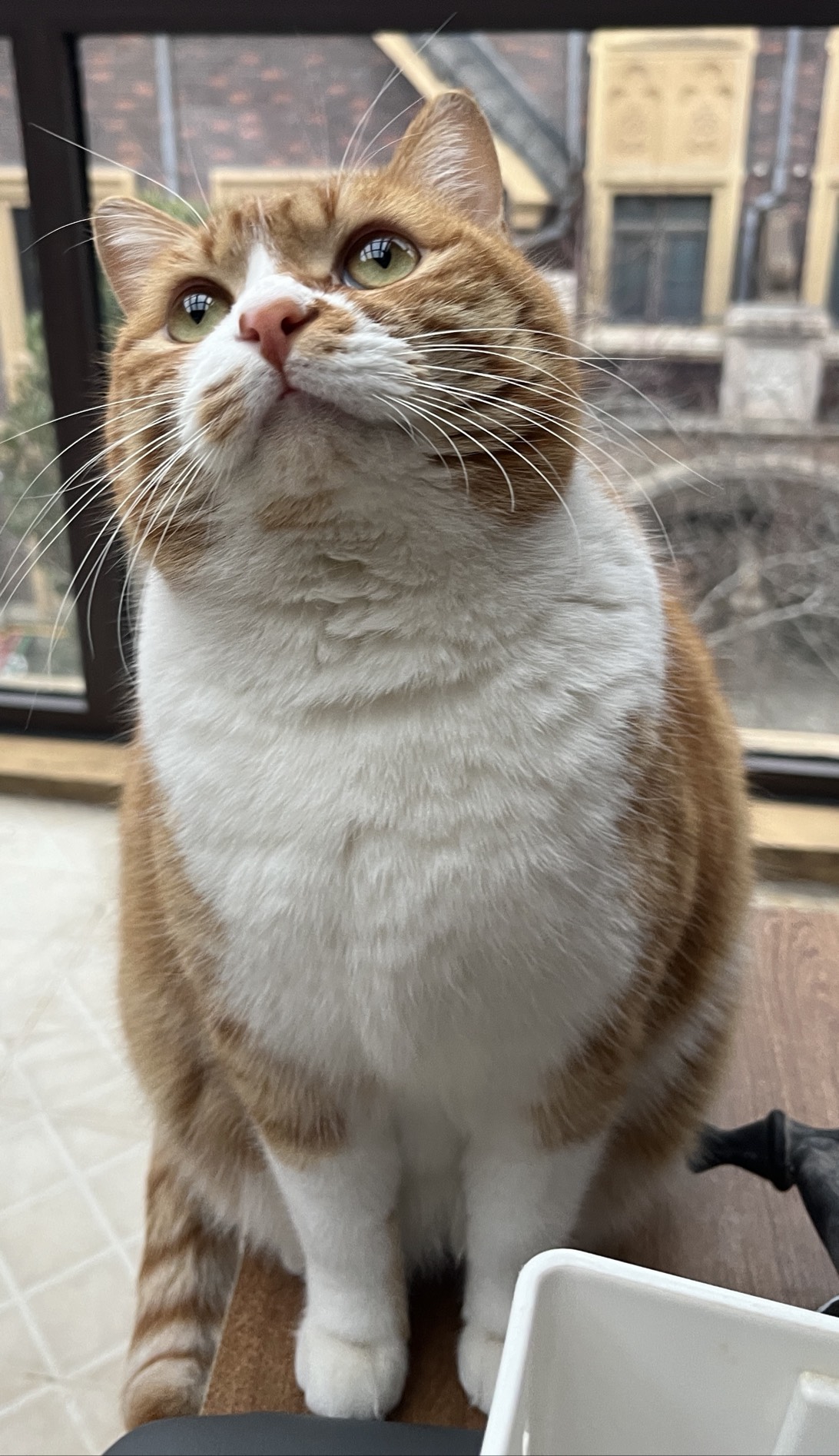 多多, a cat found on Chonk Finder