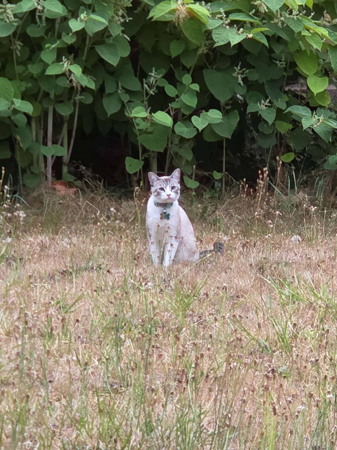 Clover, a cat found on Chonk Finder