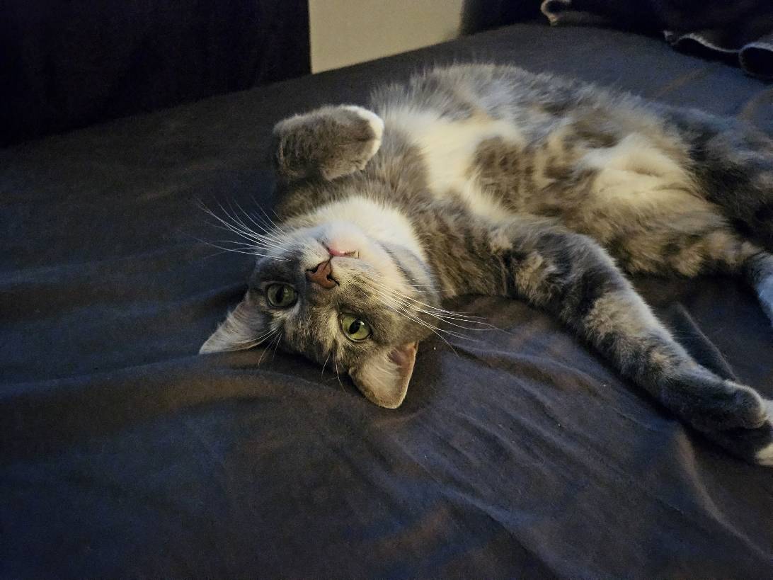 Ernie, a cat found on Chonk Finder