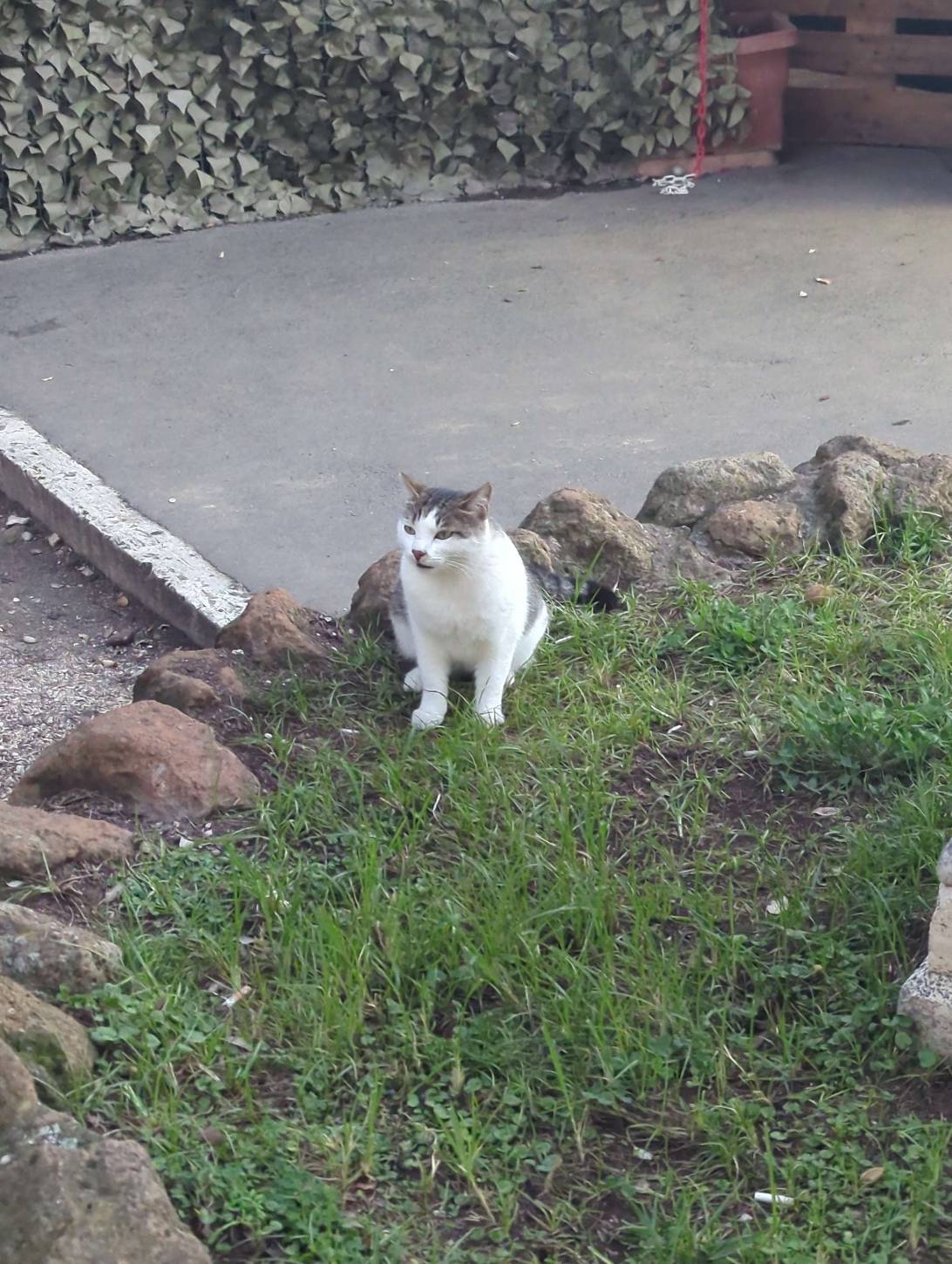 Riciotti, a cat found on Chonk Finder