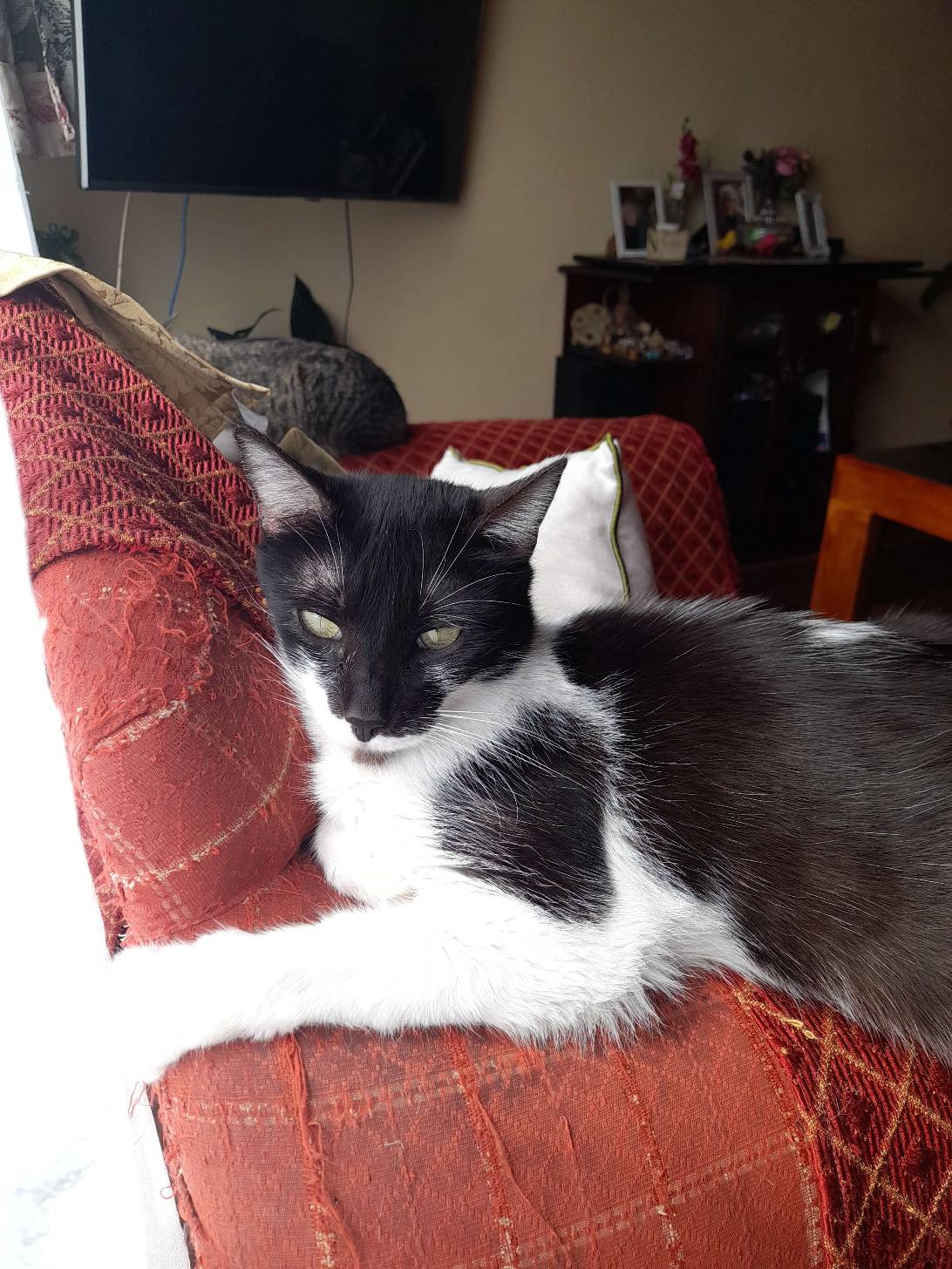 Cheto, a cat found on Chonk Finder