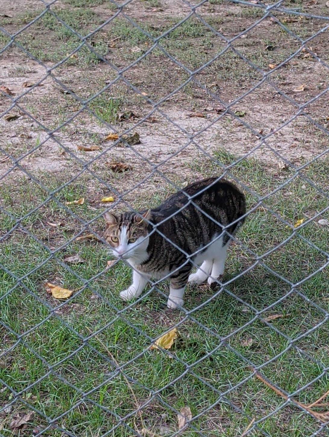 Clive, a cat found on Chonk Finder
