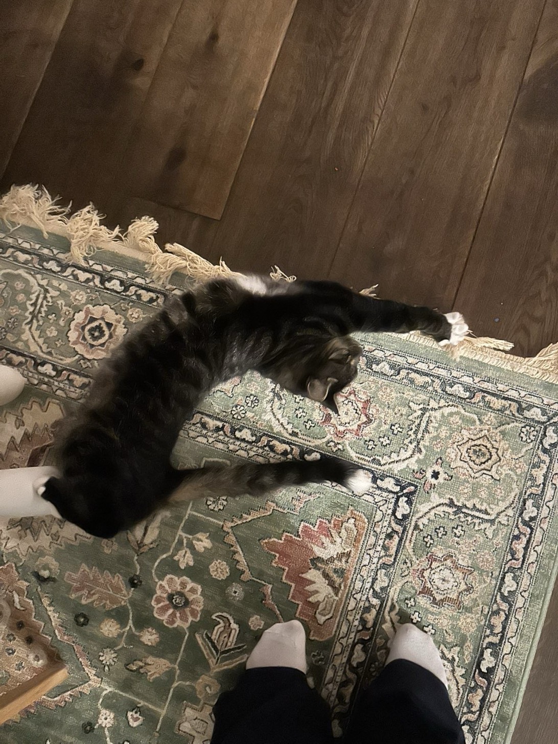 Zapp, a cat met on Chonk Finder
