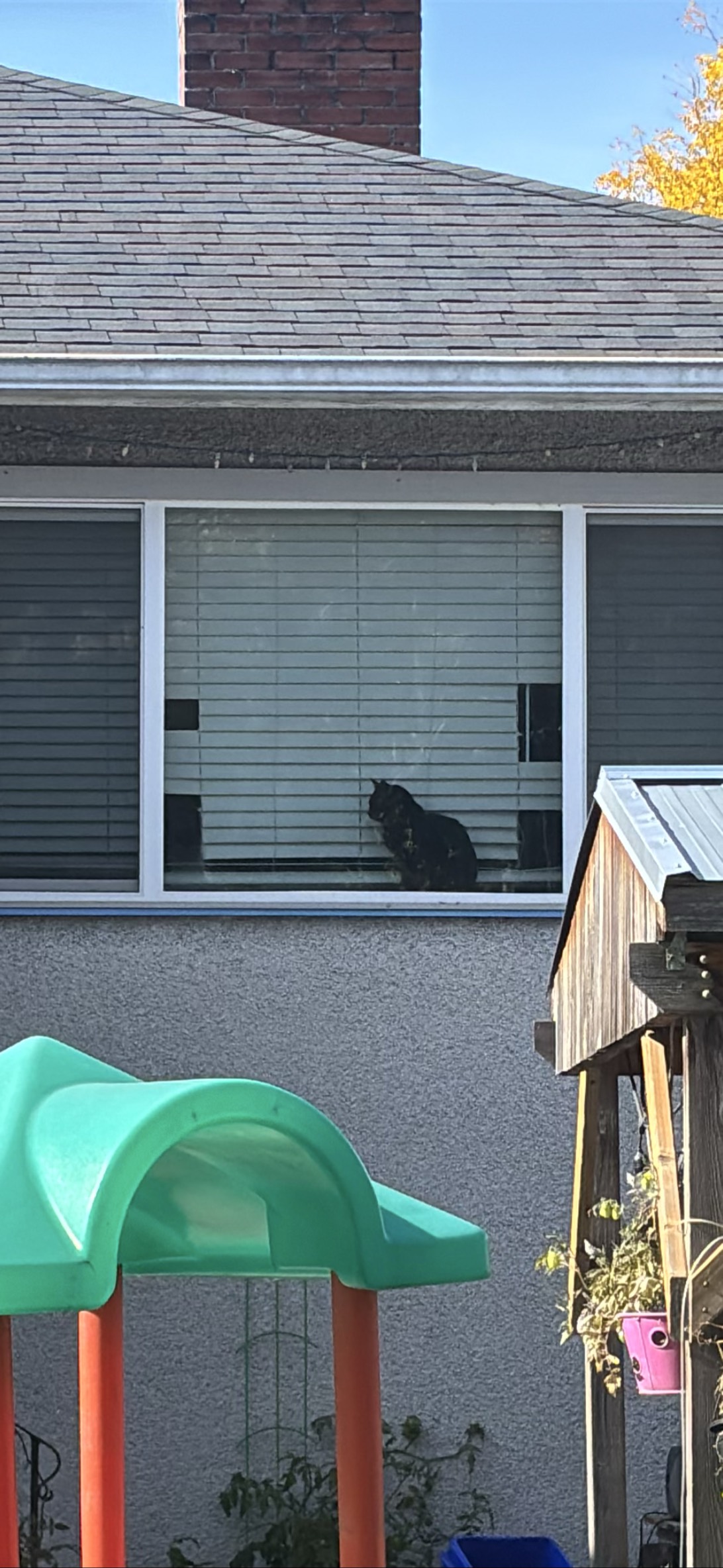 Emmerton, a cat found on Chonk Finder