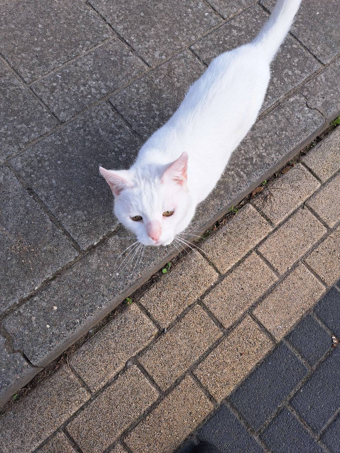 Maxi, a cat met on Chonk Finder