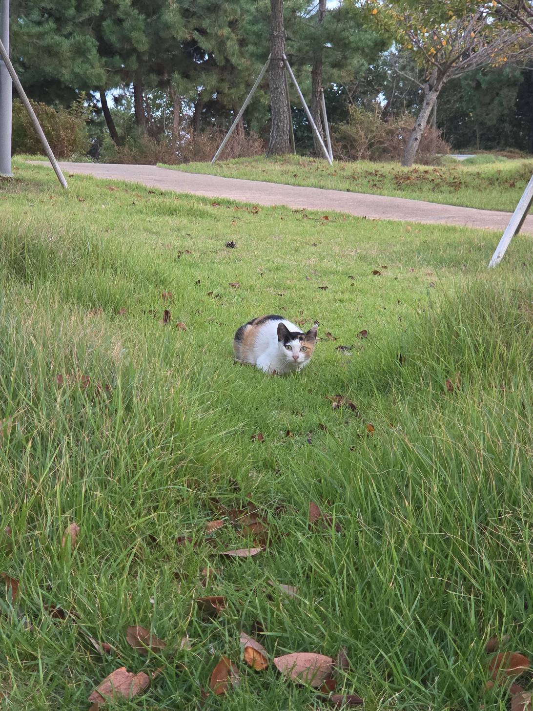 Chongus, a cat found on Chonk Finder