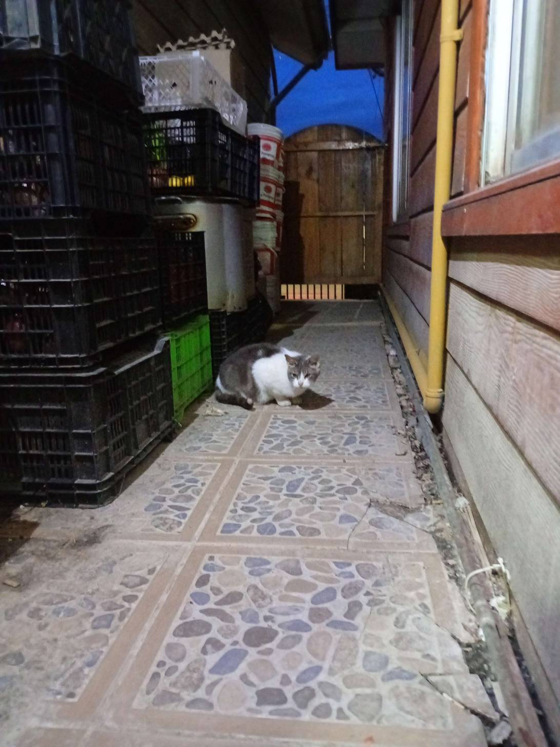 Dmitri, a cat found on Chonk Finder