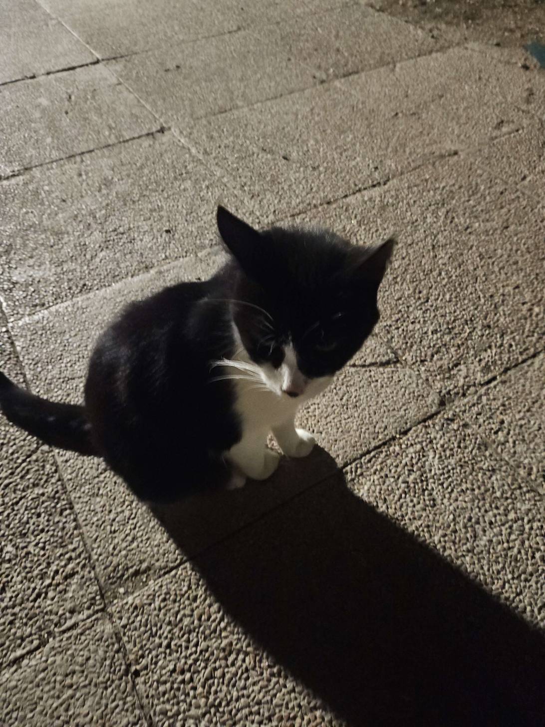 Batcat, a cat found on Chonk Finder