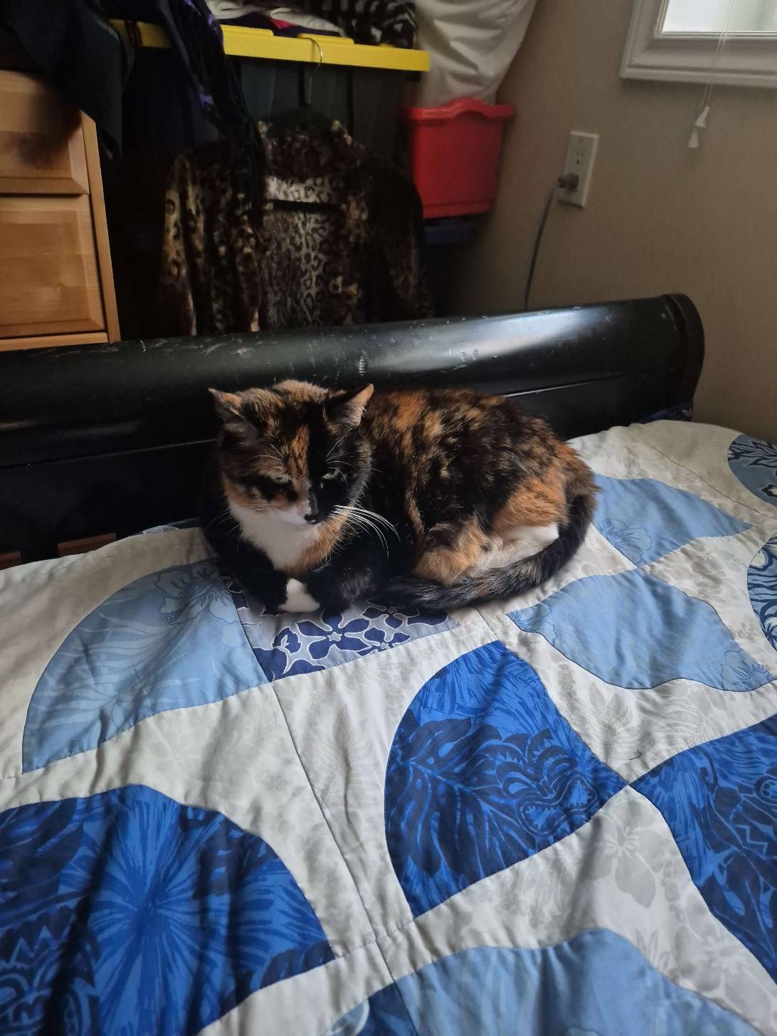 Jewels, a cat found on Chonk Finder
