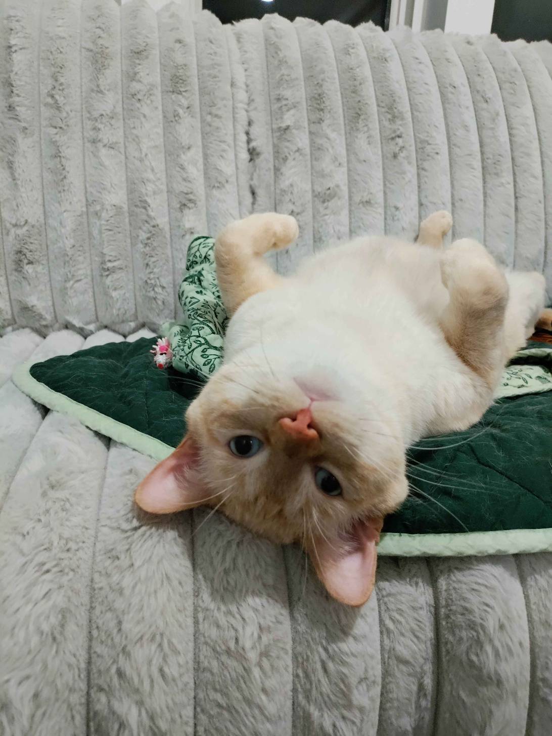 Toasted Marshmallow, a cat found on Chonk Finder