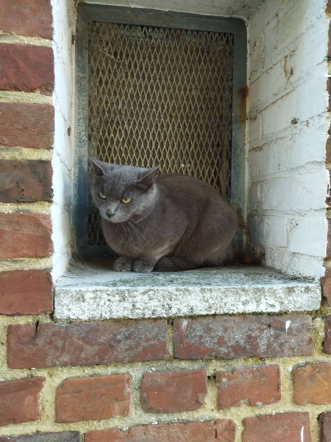 Rizette, a cat found on Chonk Finder