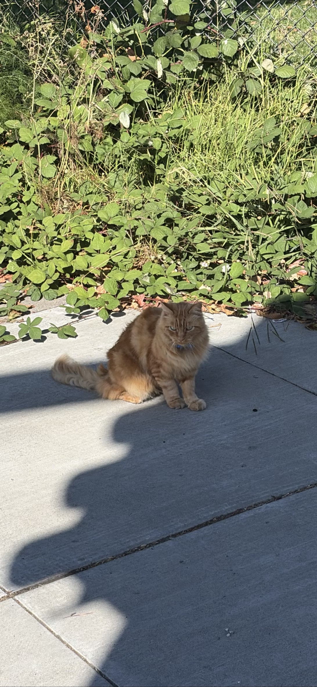 Brutus, Berkeley