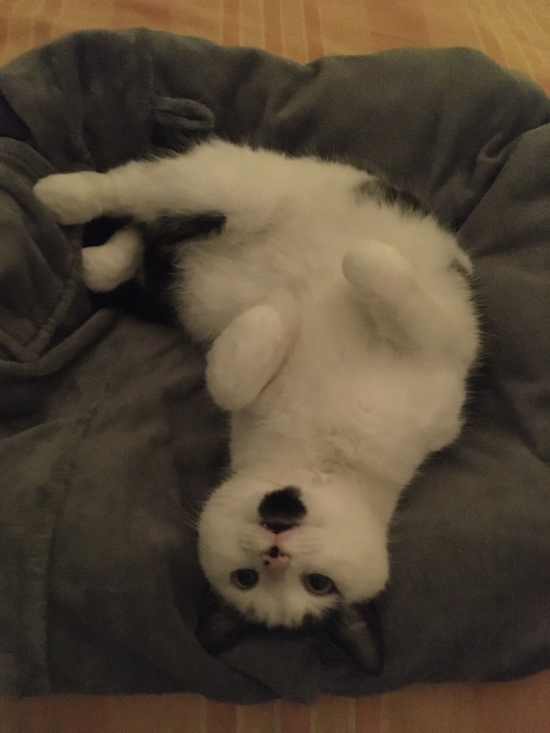 Nico, a cat found on Chonk Finder