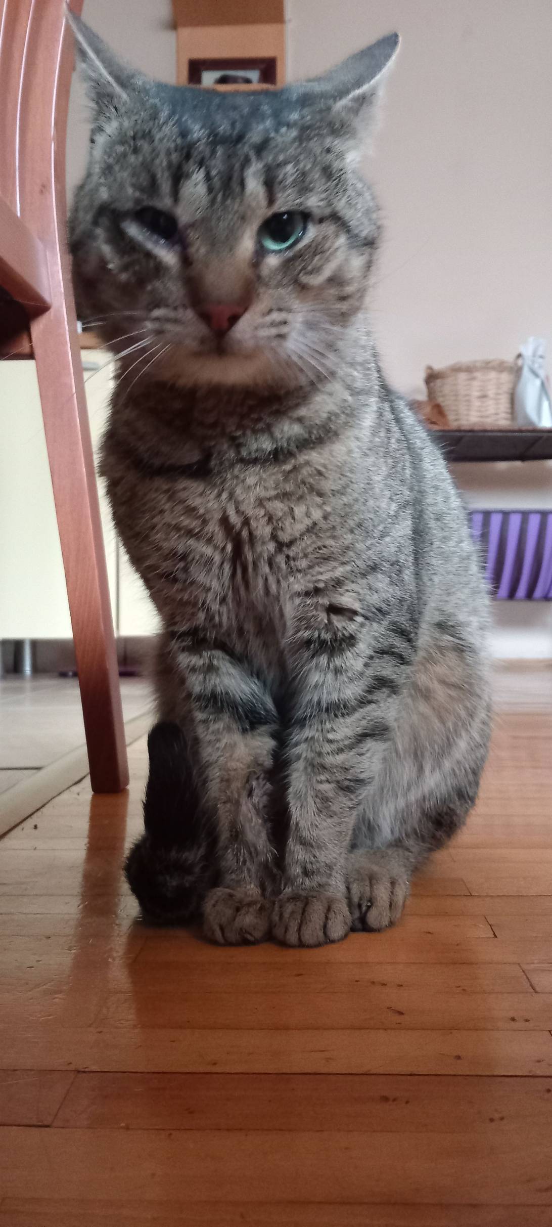 Ahil, a cat found on Chonk Finder