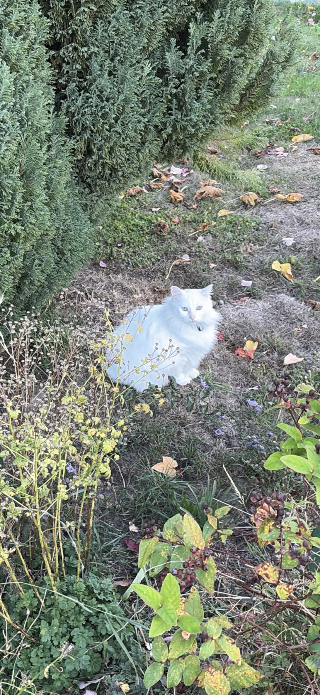 Scott majestic of hedge, a cat found on Chonk Finder