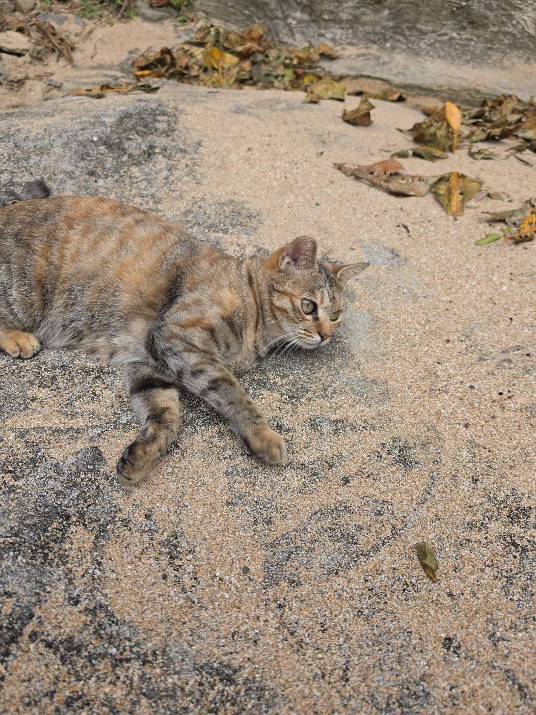 Pigro spiaggiato, a cat found on Chonk Finder