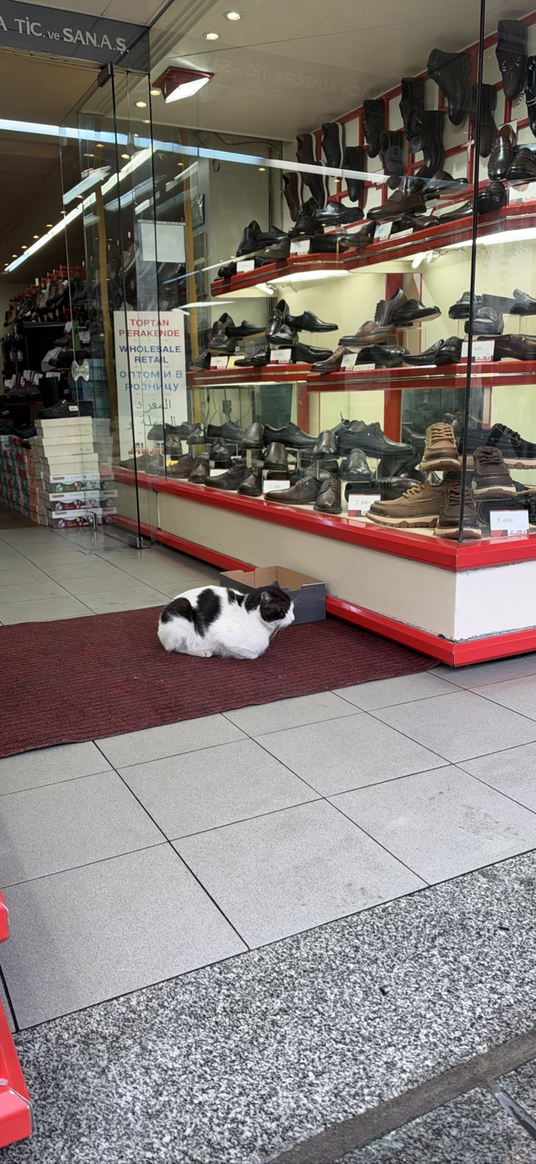 Cobbler, a cat found on Chonk Finder