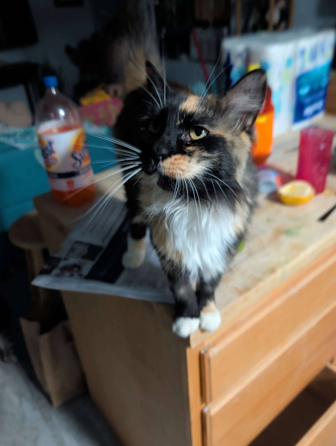 Paintbrush, a cat found on Chonk Finder