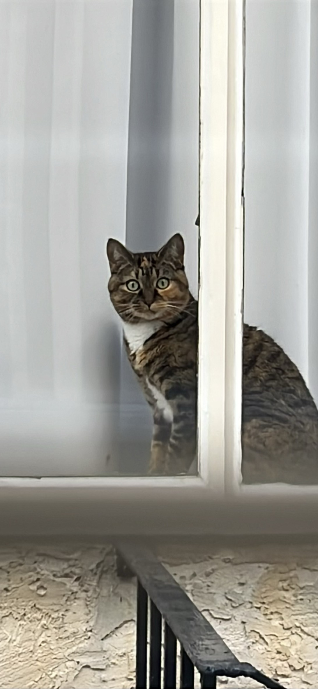 No-blink, a cat found on Chonk Finder