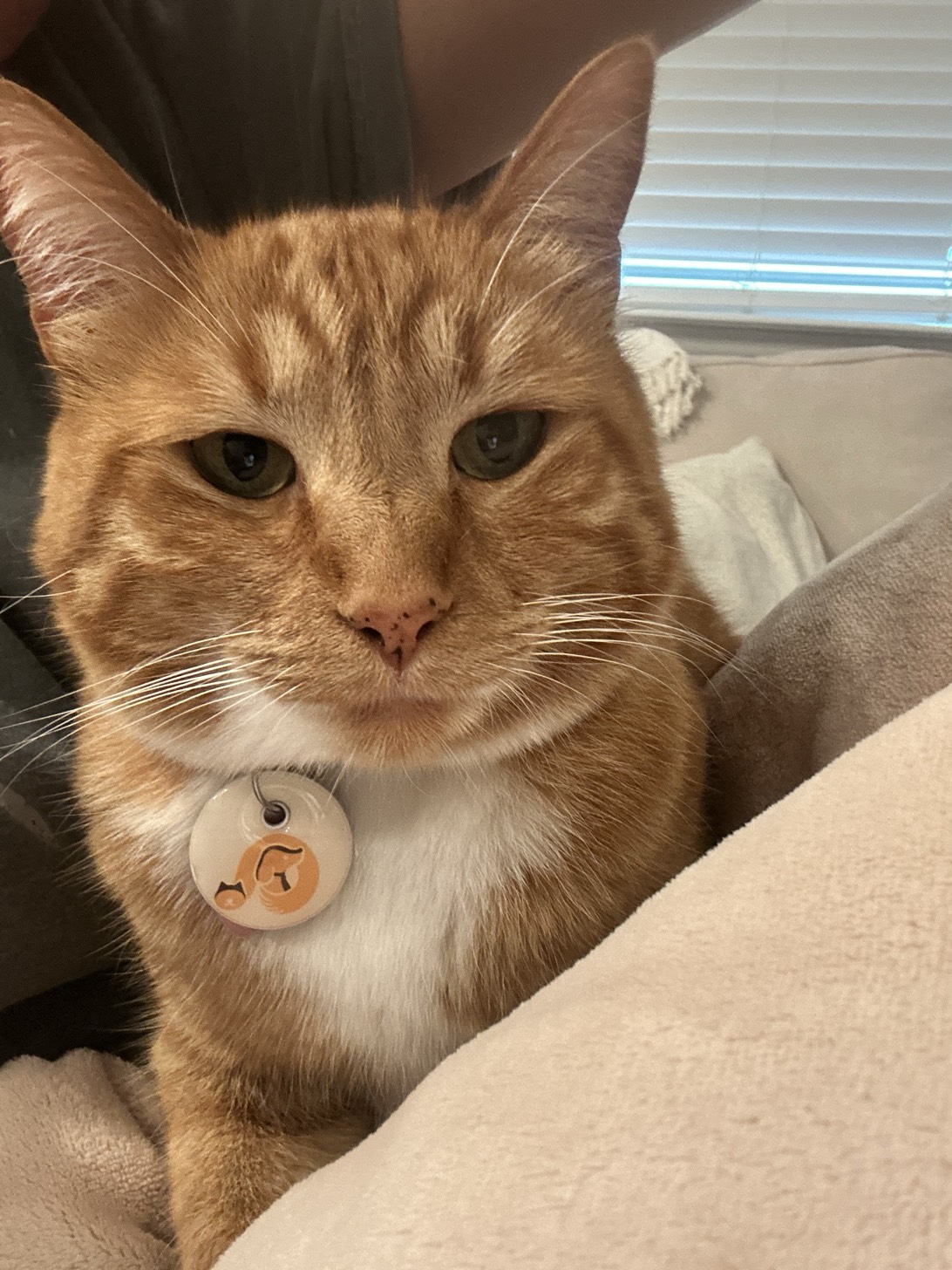 Roo, a cat found on Chonk Finder