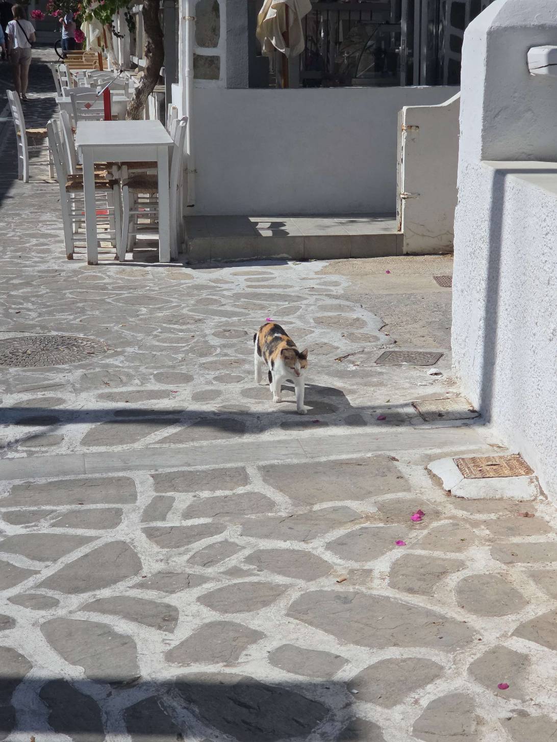 Calliope, a cat found on Chonk Finder