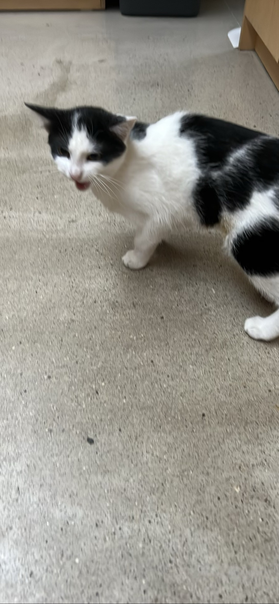 Mina, a cat found on Chonk Finder