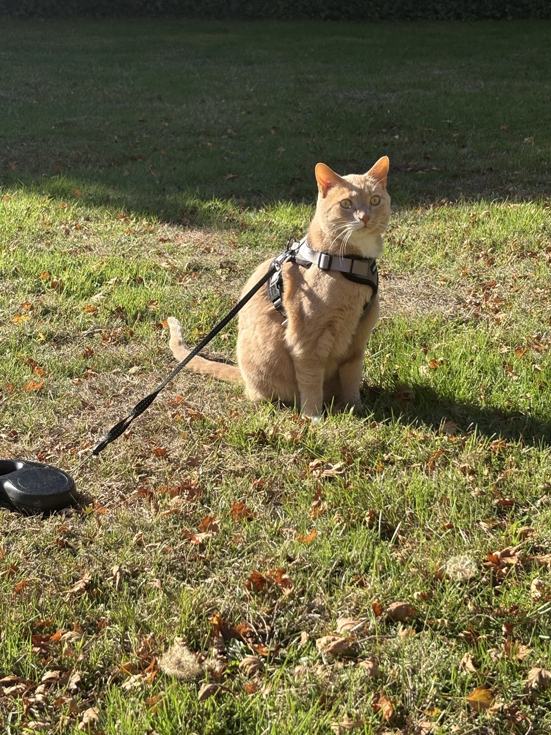 Pample’Moose’, a cat found on Chonk Finder