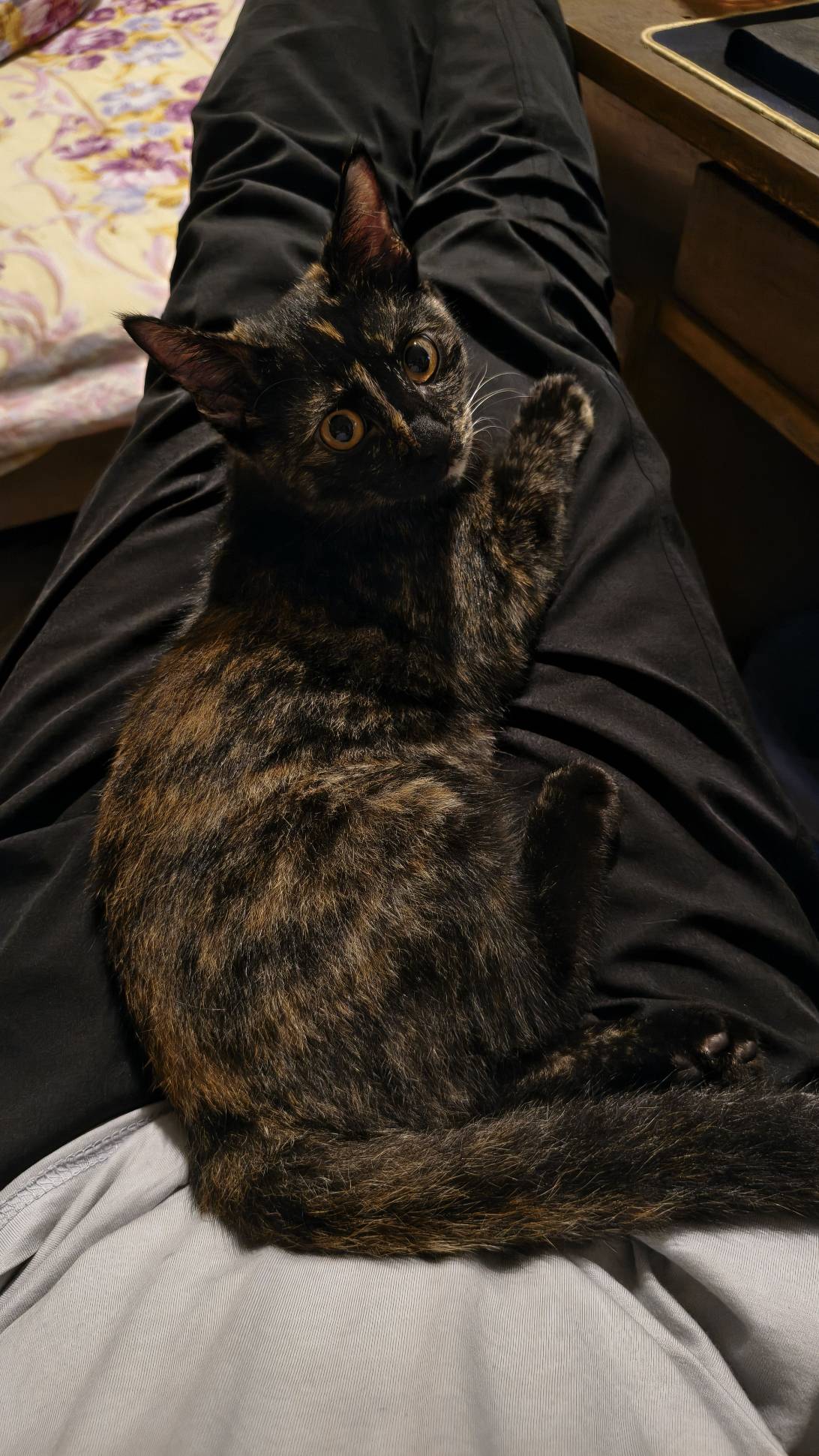 Torti, Dhaka