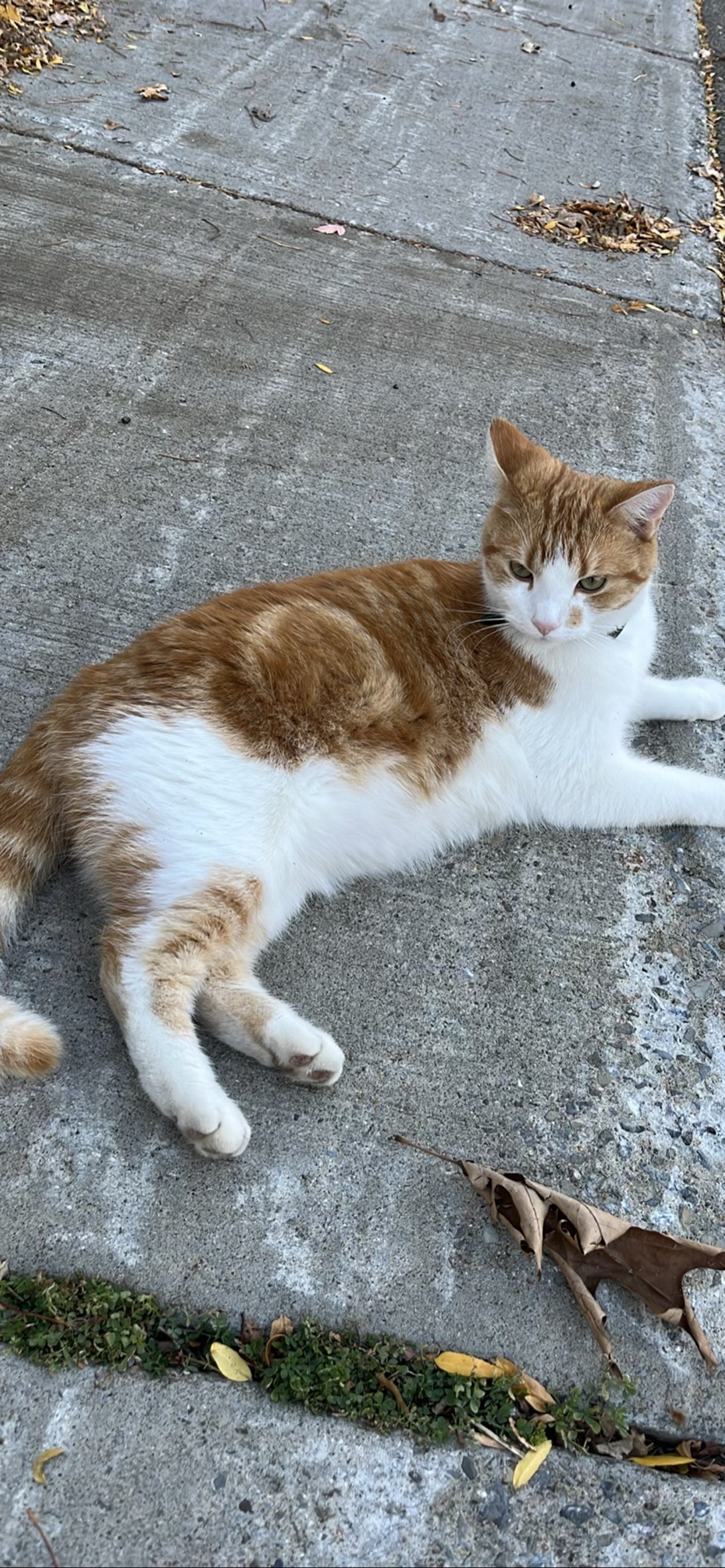 Ginger, a cat found on Chonk Finder