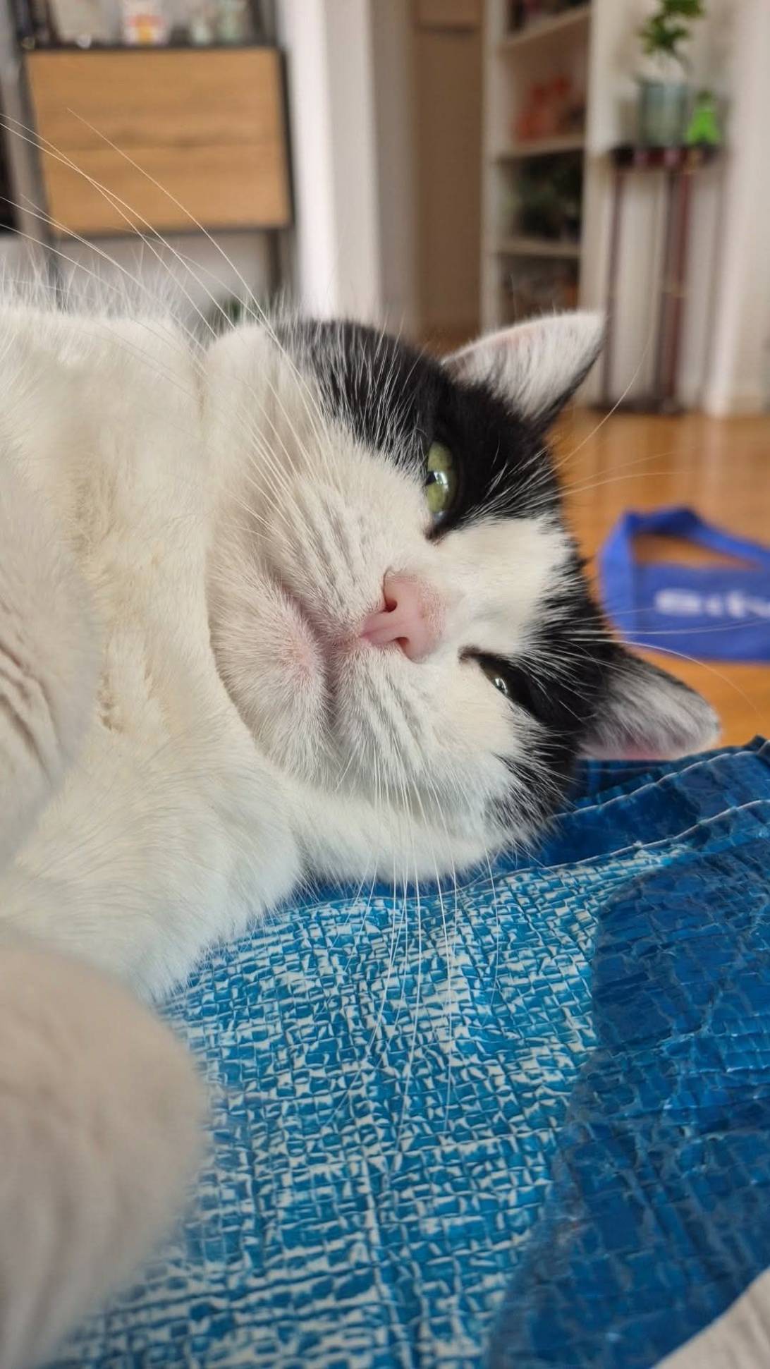 Mibber, a cat found on Chonk Finder